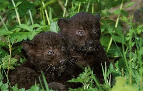Black Panther Panthera Pardus Cub Laying On Grass Stock Photo Image