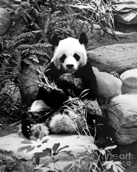 Giant Panda In Black And White Photograph By Chris Smith