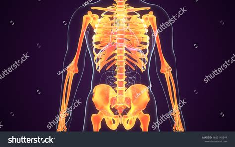 3d Illustration Human Skeleton System Axial Stock Illustration