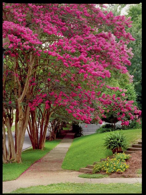 Beginners Guide To Crepe Myrtle Care Trees To Plant Myrtle Tree