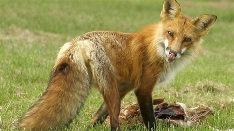 Rabid Foxes Skunks And Woodchuck Spotted In Recent Weeks