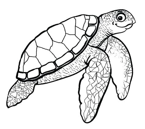 Easy Hawksbill Sea Turtle Drawing Hawksbill Drawing By Bill Harrison