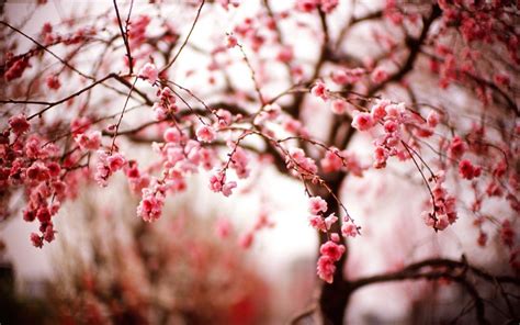 Spring Cherry Blossom Wallpapers Top Free Spring Cherry Blossom