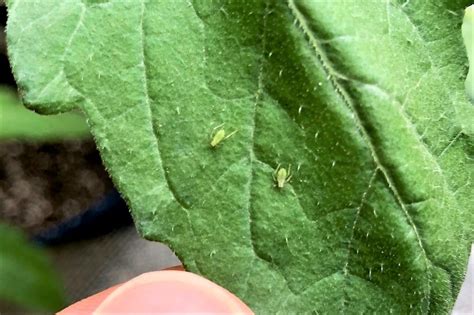 How To Get Rid Of Aphids On Tomato Plants Fast Tomato Geek