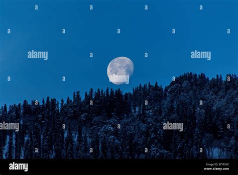 Full Moon Dusk Pine Hi Res Stock Photography And Images Alamy