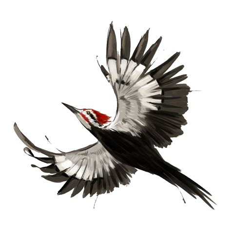 Ivory Billed Woodpecker Png Images Transparent Hd Photo Clipart