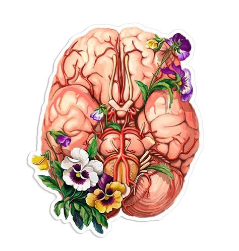 Brain Side Anatomy Sticker Floral Aesthetic Stickers Vinyl Sticker