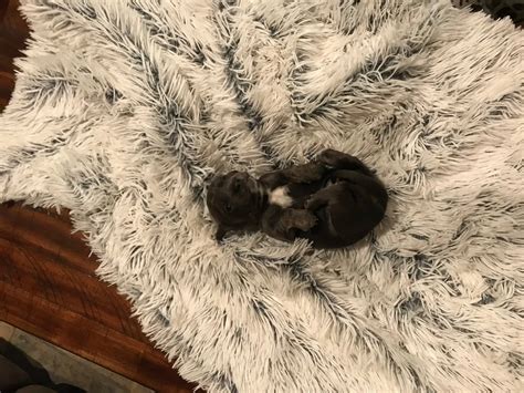 Dachshund Puppies | America's Pet Registry