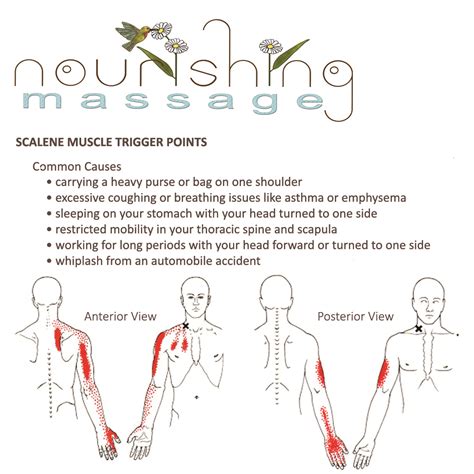 Scalene Trigger Point Release And Stretch Nourishing Massage