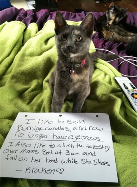 The Best Of Cat Shaming 24 Pics