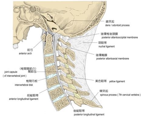 頸椎 組圖影片 的最新詳盡資料 必看