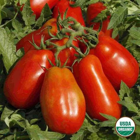 San Marzano Tomato Organic Seeds Fox Hill Nursery