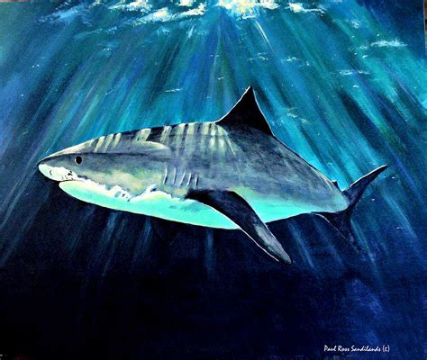 Shark Painting By Paul Sandilands