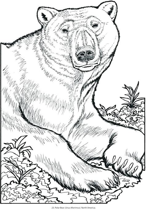 Free Wild Animal Coloring Pages Coloring Pages