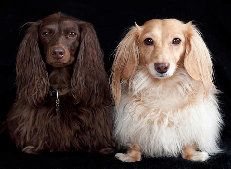 Two Dachshunds Photograph By Doxieone Photography