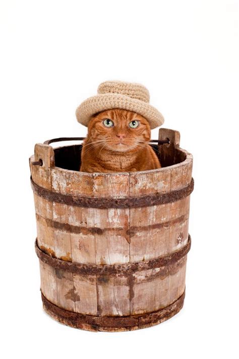 Orange Cat Wearing A Hat And Sitting In A Bucket Stock Photo Image Of