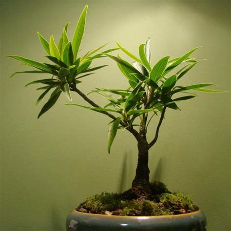 Check spelling or type a new query. Une plante sans lumière ? C'est possible ! - Ooreka