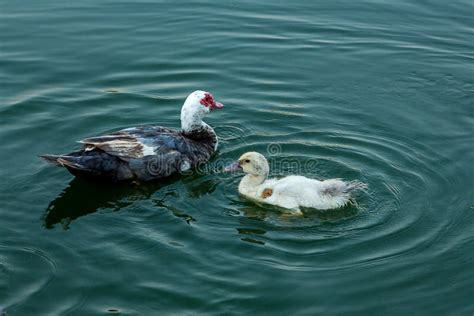 A Pair Of Ducks Swimming On A Lake Stock Image Image Of Group