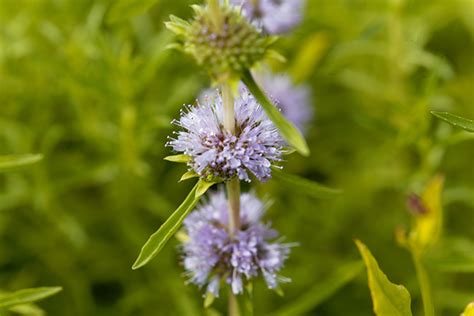 Pennyroyal Sources Health Benefits Nutrients Uses And Constituents