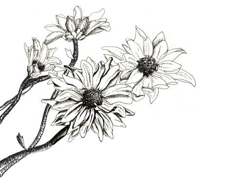 Flowers Pencil Drawing At Getdrawings Free Download