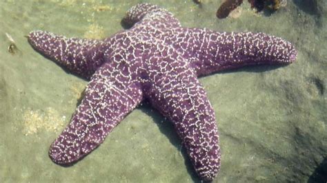 Starfish Dying Due To Wasting Disease Us News Sky News
