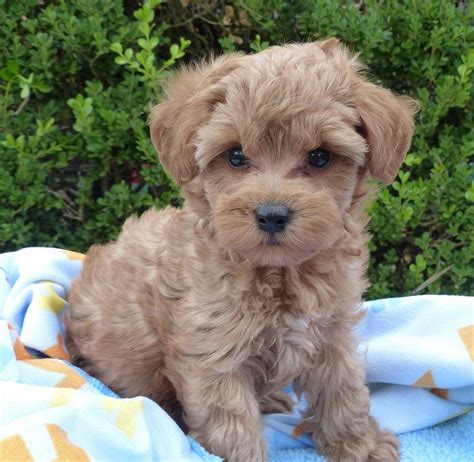 Schnoodle Puppies For Sale Milwaukee Wi 150637