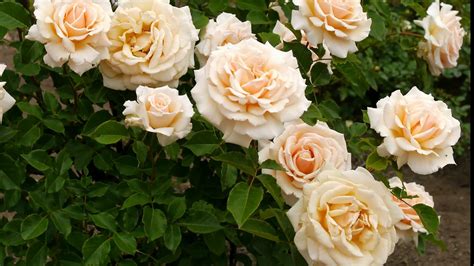 They are bright, desired, pleasantly smell. File:4K - Most beautiful rose flowers, flower shrubs and ...