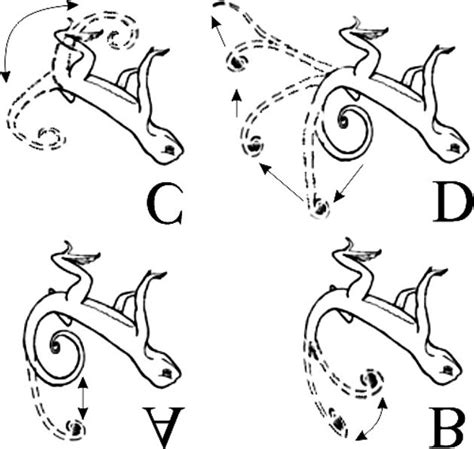 Repertoire Of Tail Movements By Phrynocephalus Guttatus Modified From