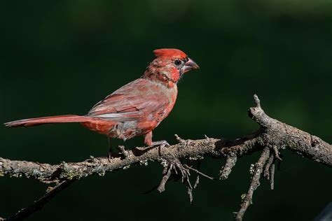 Juvenile Northern Cardinal Photograph By Larry Pacey Fine Art America