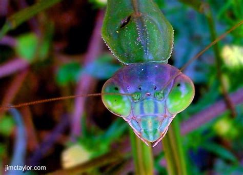 Praying Mantis Projects | Praying mantis, God artwork, Art reference photos