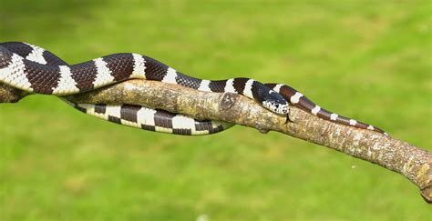 How To Catch A California King Snake Snake Poin