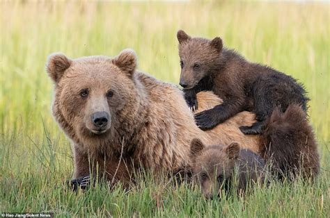 bear hug adorable cubs cuddle their mom and clamber on top of her as they play in alaska