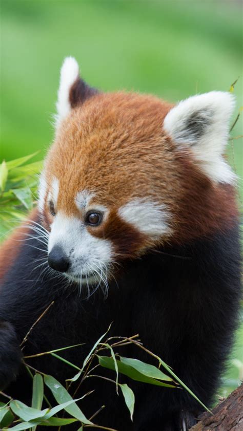 Download Wallpaper 1080x1920 Red Panda Bamboo Cute Animal Samsung