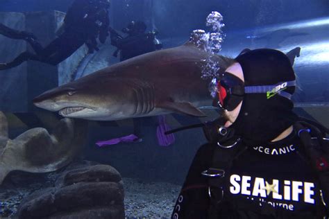 Melbourne Aquarium Sharks Dive Xtreme Sea Life Melbourne