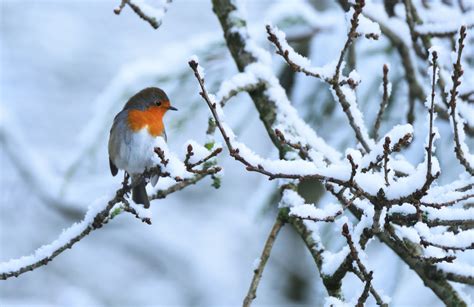 Bird Perching On Twig During Winter Robin Hd Wallpaper Wallpaper Flare