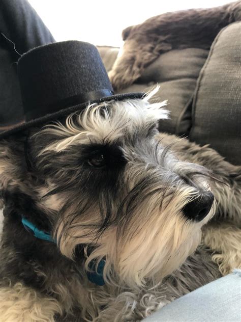 Dapper Dog Loves His Hat Aww