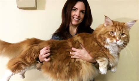 Gato Gigante Pode Entrar No Guinness Como O Mais Longo