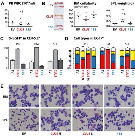 Sustained Expression Of MiR Cluster 99b Let7e 125a Induces MPNs With