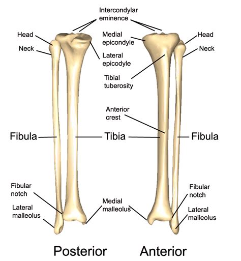 Fibula Bone Identify