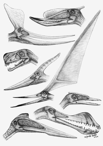 Pterosaur Crests Fosseis De Dinossauros Arte Com Tema De