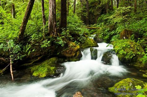 Rainforest And Stream Tongass National Forest Southeast Alaska