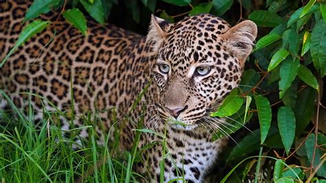 4k Free Download Cats Leopard Big Cat Wildlife Predator Animal