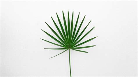 Artistic Minimalist Plant Leaf Illustration