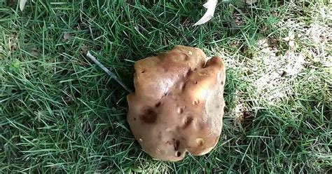 yard mushroom imgur