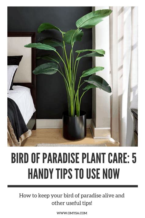 How do you deadhead bird of paradise plants? Bird of Paradise Plant Care: 5 Handy Tips to Use Now ...