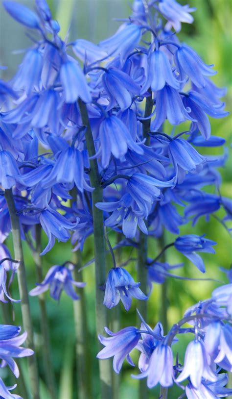 Pin By Florencia On Fleurs Blue Bell Flowers Amazing Flowers Bluebells