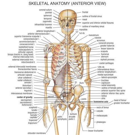 Human Body Anatomy Women Body Bones Human Body Anatomy Human Bones