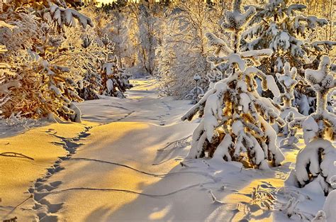 Golden Winter Winter Covered Frost Path Landscape Beautiful Gold