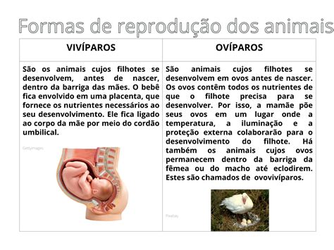 Plano De Aula 3o Ano As Formas De Reprodução Dos Animais