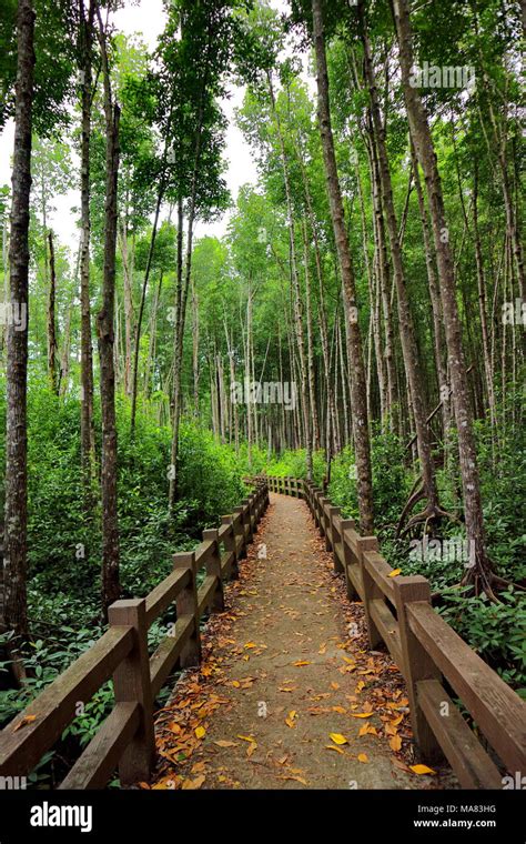 Wooden Bridge Of Walkway Inside Tropical Mangrove Forest Covered By